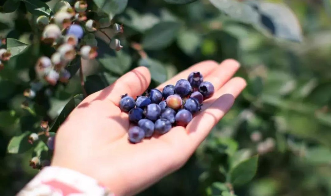 蓝莓视频-文化故事